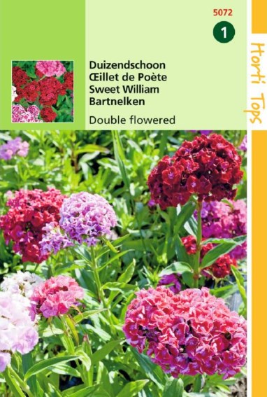 Sweet William double flowered mix (Dianthus) 650 seeds HT